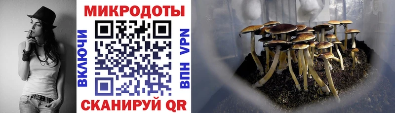 где продают наркотики  Новопавловск  Псилоцибиновые грибы Psilocybe 